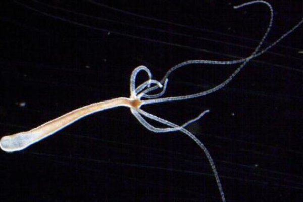 Сайт кракен 24