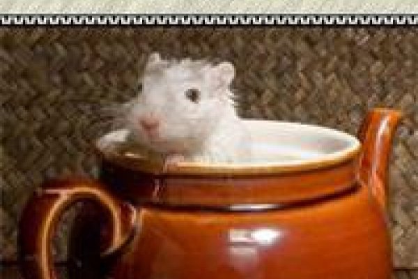 Кракен тор store