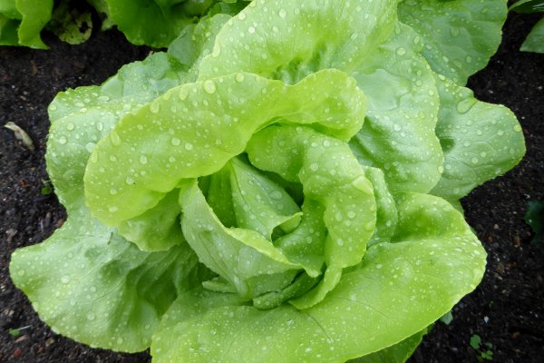 Кракен купить гашиш