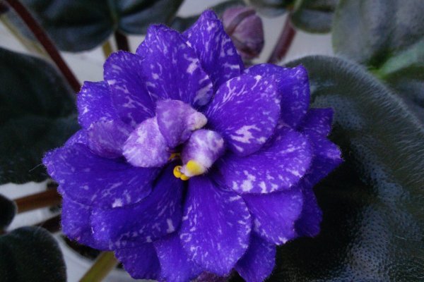 Как зайти в кракен