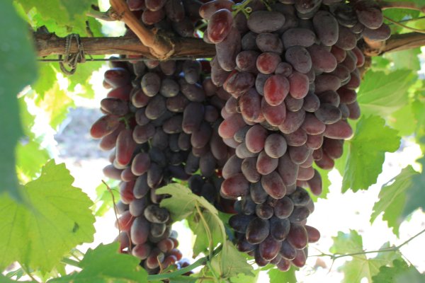 Кракен сайт нарк