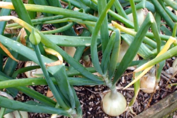 Кракен площадка ссылка