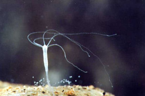 Кракен сайт ссылка kraken dark link