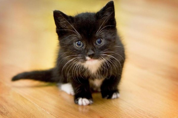 Kraken darknet marketplace