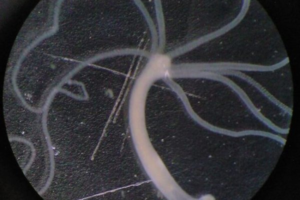 Кракен ориг ссылка