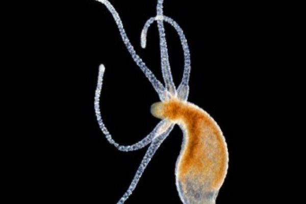 Кракен даркнет площадка