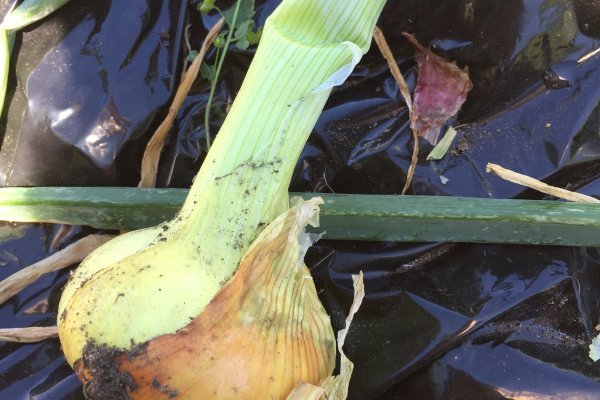 Как пополнить кошелек на кракене даркнет