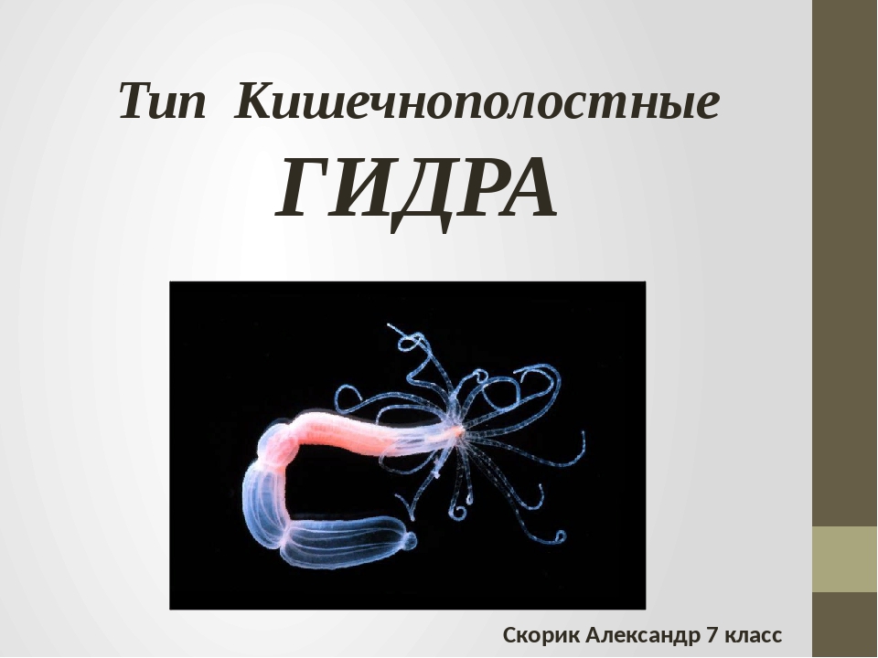 Кракен даркен