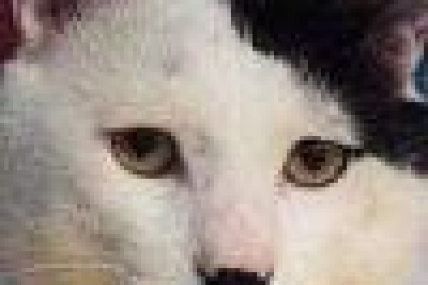 Кракена точка нет