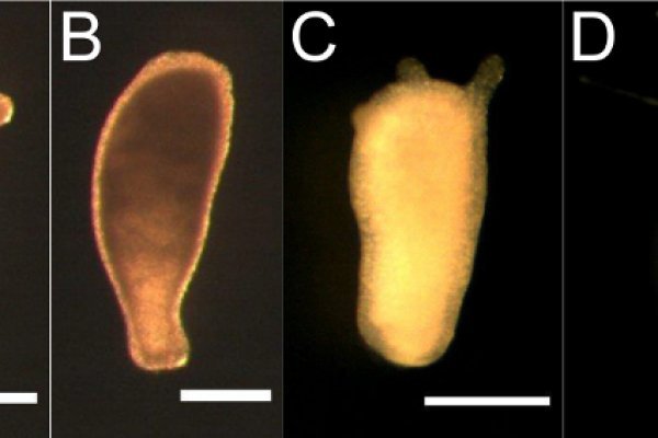 Нарко магазин кракен