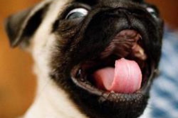 Как войти в даркнет