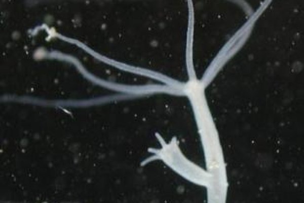 Кракен зайти зеркало